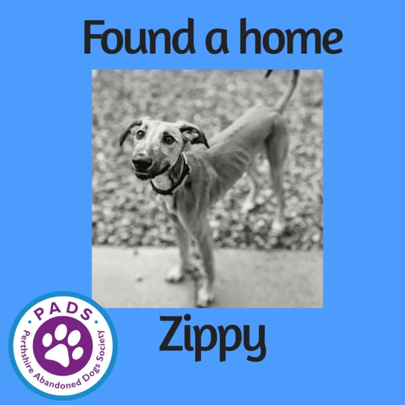 Zippy, puppy Lurcher for adoption at Perthshire Abandoned Dogs Society