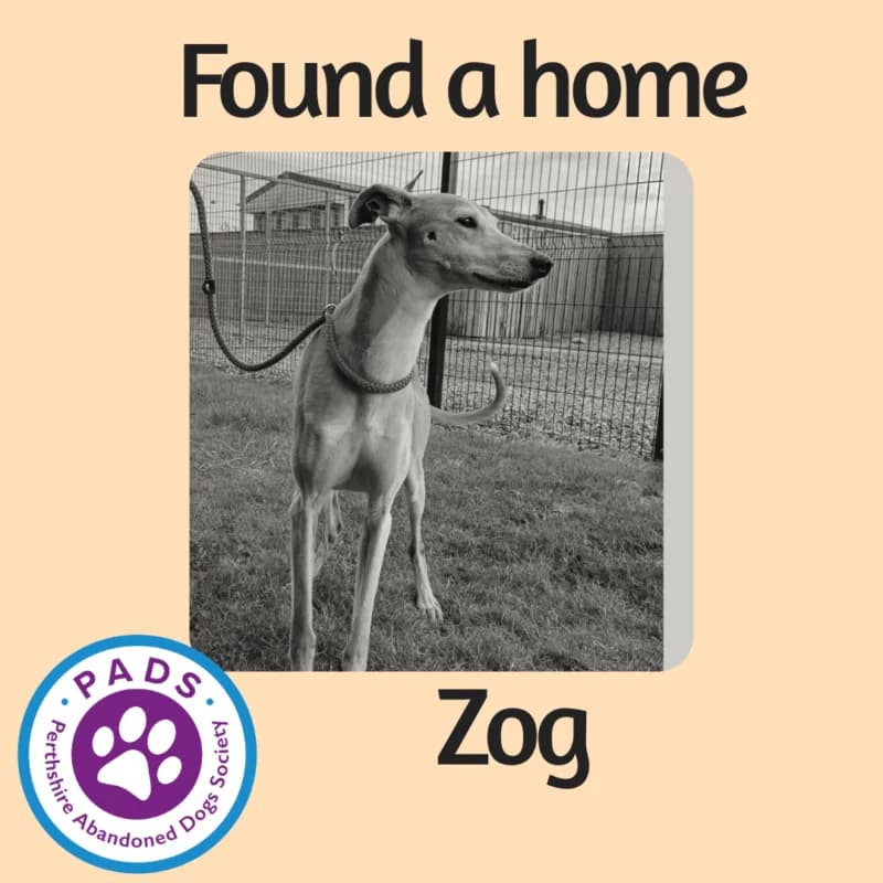 Zog, male 7yo Lurcher for adoption at Perthshire Abandoned Dog Society, Perth