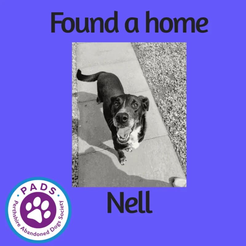Nell, female senior Collie for adoption at Perthshire Abandoned Dog Society, Perth