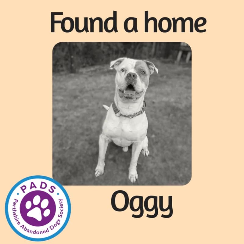 Oggy, male 4yo English Bulldog for adoption at Perthshire Abandoned Dog Society, Perth