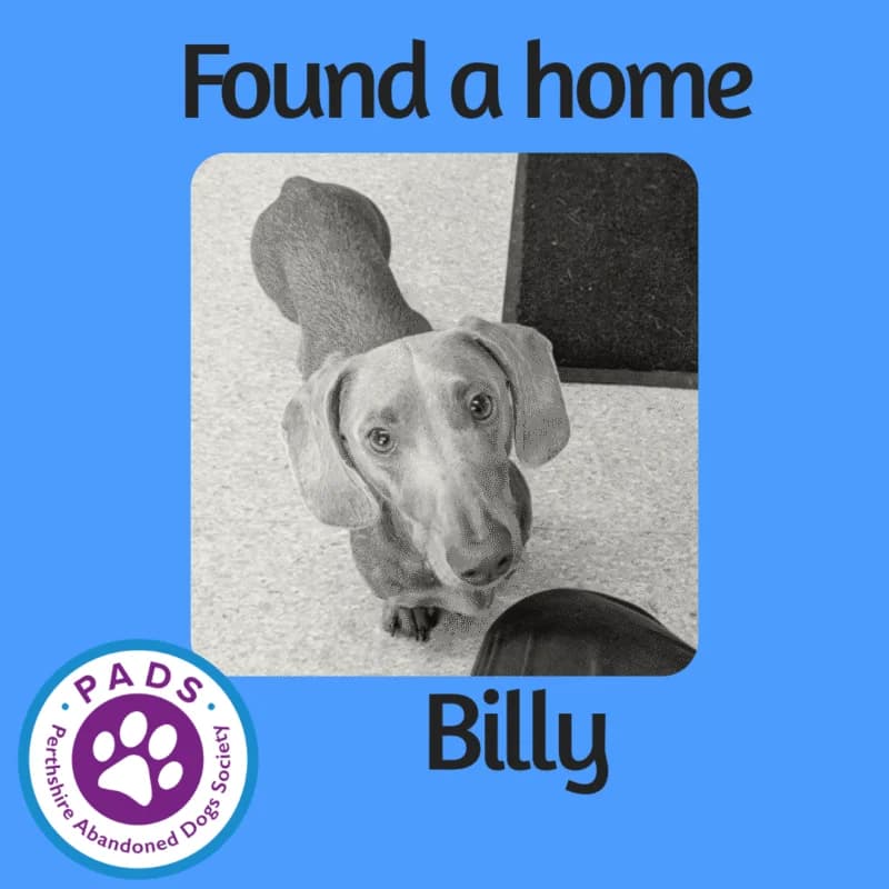Billy, male young Dachshund for adoption at Perthshire Abandoned Dog Society, Perth