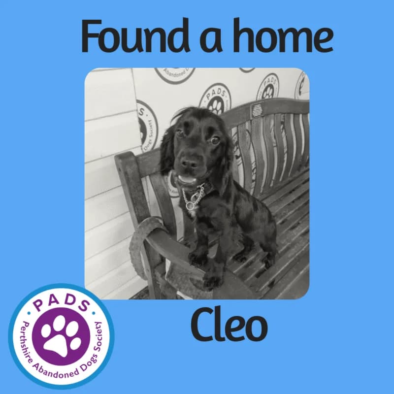 Cleo, female 4yo Cocker Spaniel for adoption at Perthshire Abandoned Dog Society, Perth