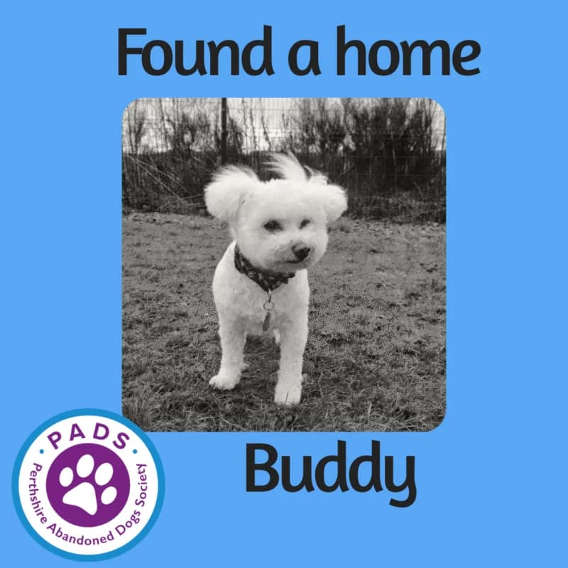 Buddy, senior Bichon Frisé for adoption at Perthshire Abandoned Dogs Society