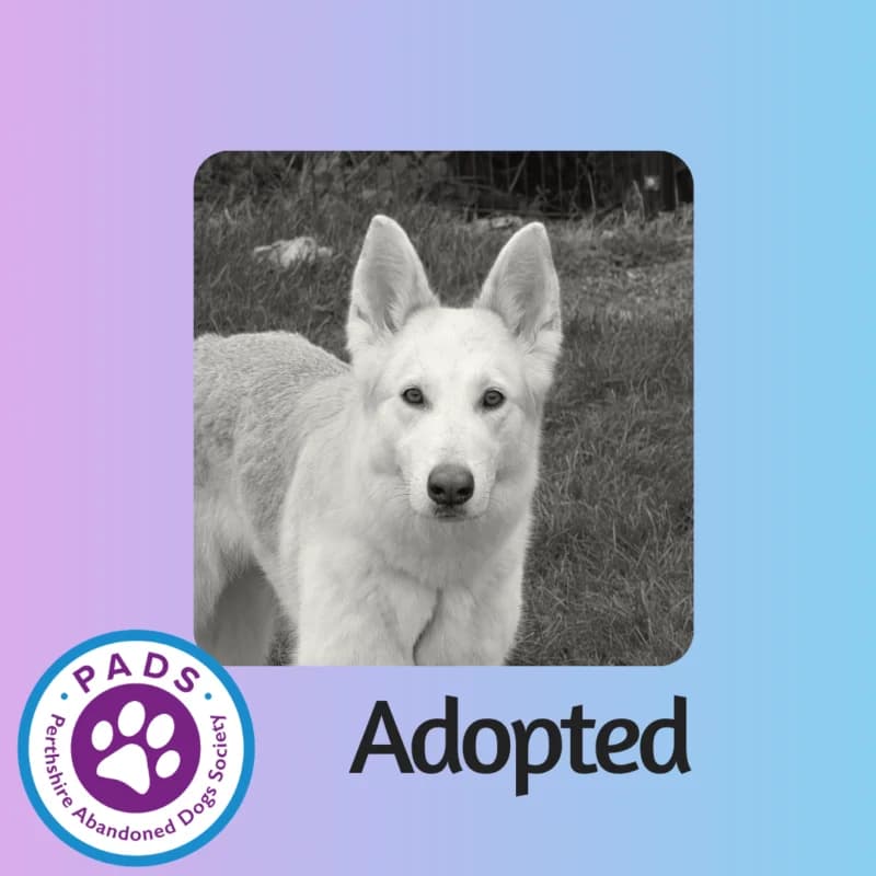 Callie, 5yo Alaskan Malamute for adoption at Perthshire Abandoned Dogs Society