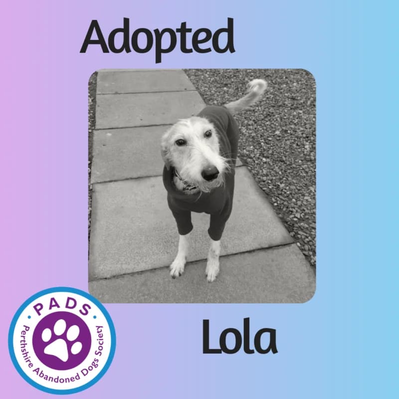 Lola, 3yo Lurcher for adoption at Perthshire Abandoned Dogs Society