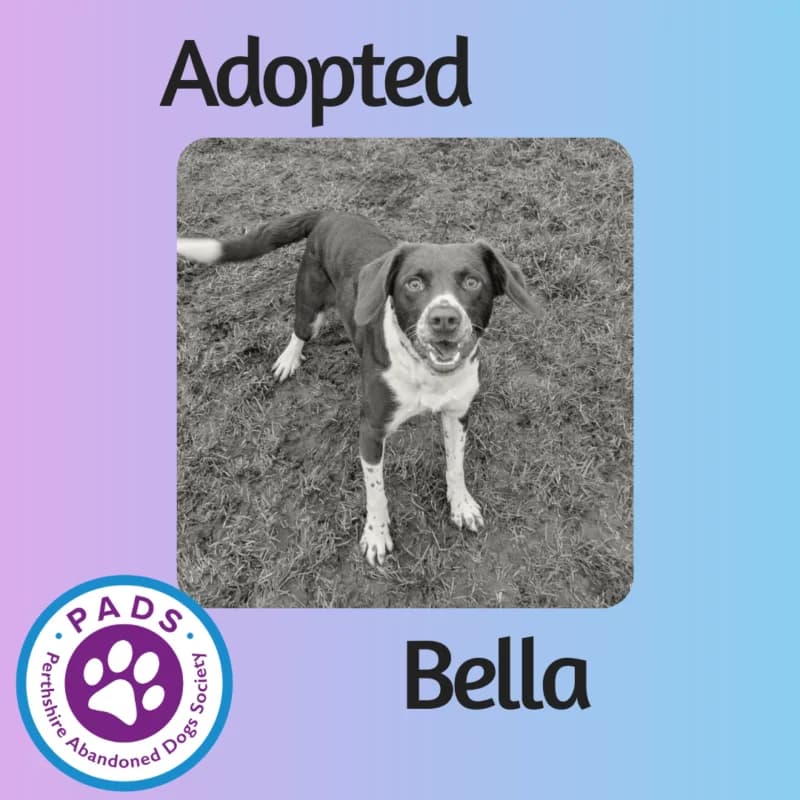 Bella, young mixed breed for adoption at Perthshire Abandoned Dogs Society
