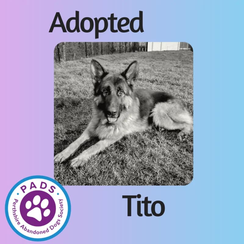 Tito, young mixed breed for adoption at Perthshire Abandoned Dogs Society