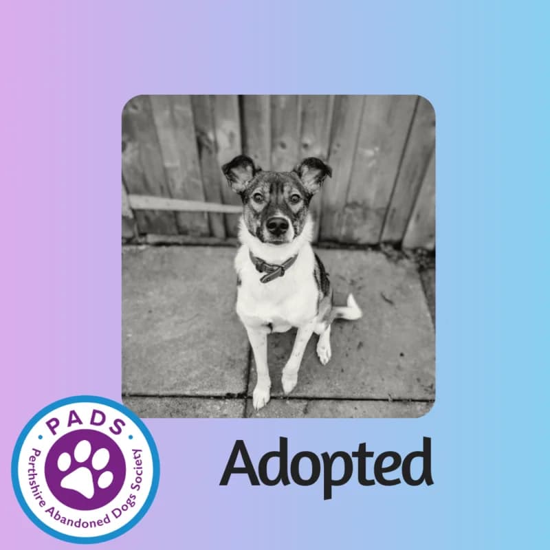 Pepper, puppy Collie for adoption at Perthshire Abandoned Dogs Society