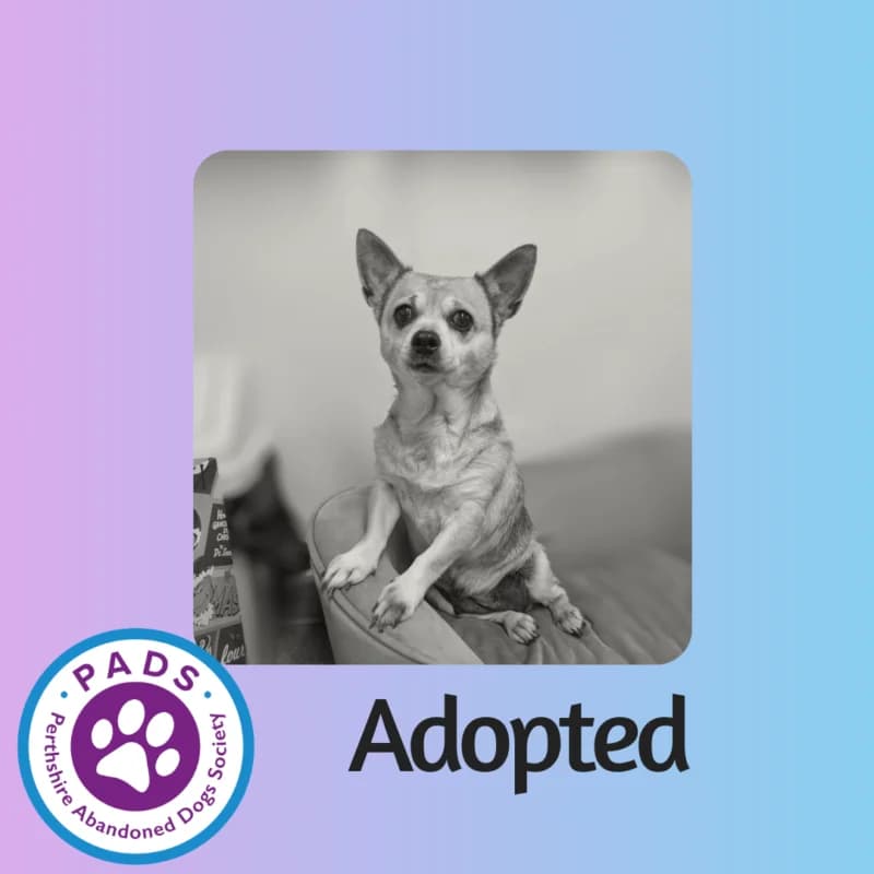 Levi, senior Chihuahua for adoption at Perthshire Abandoned Dogs Society