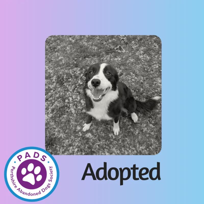 Storm, young Border Collie for adoption at Perthshire Abandoned Dogs Society