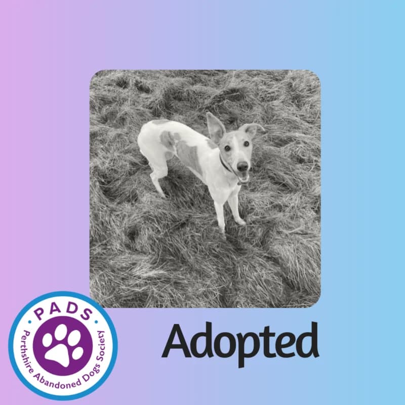 Rosie, puppy Lurcher for adoption at Perthshire Abandoned Dogs Society