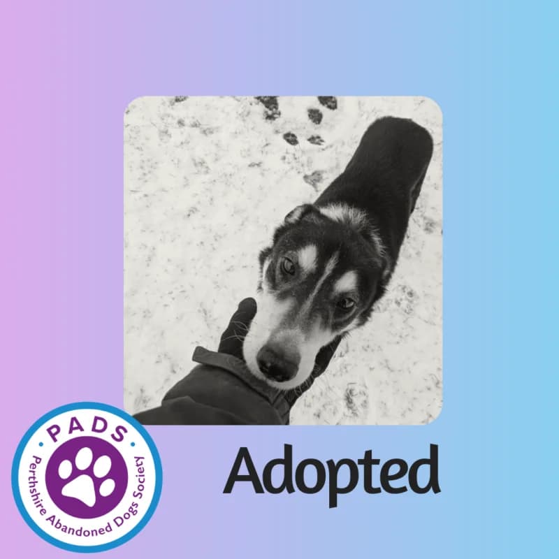 Muddy, senior Border Collie for adoption at Perthshire Abandoned Dogs Society