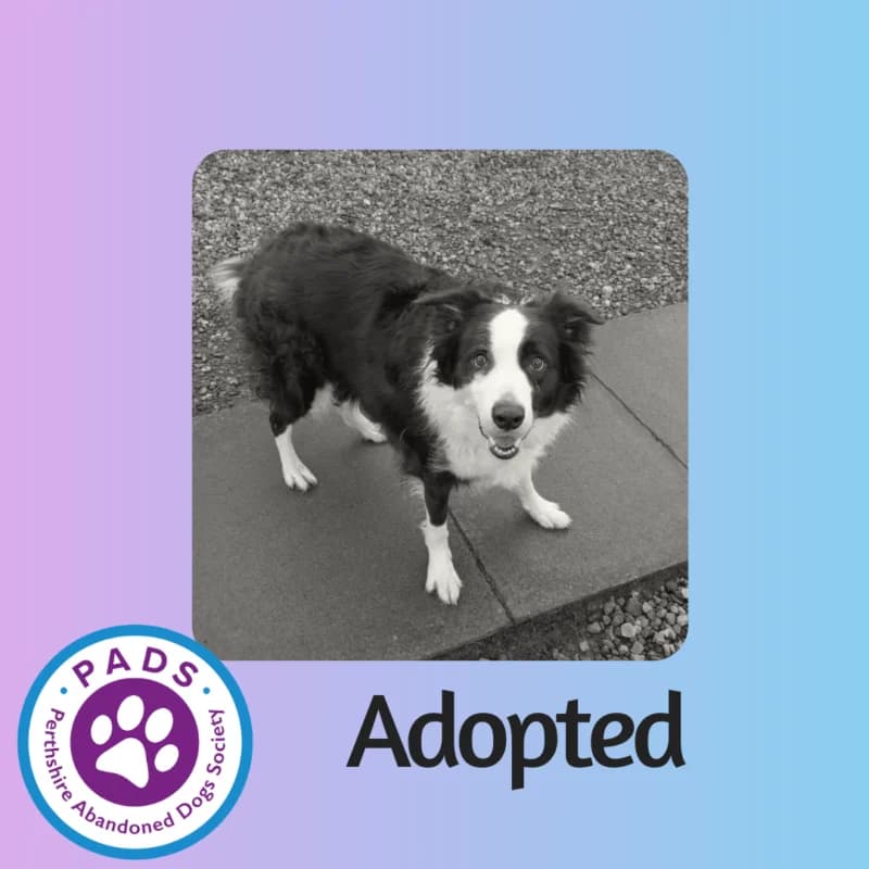 Mac, 4yo Border Collie for adoption at Perthshire Abandoned Dogs Society