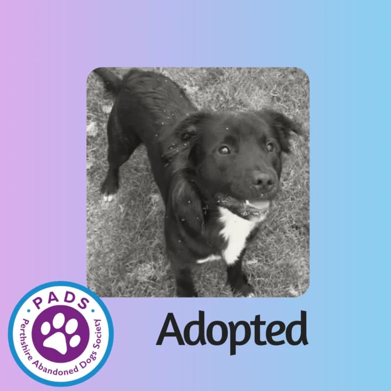 Frank, young Staffordshire Bull Terrier for adoption at Perthshire Abandoned Dogs Society