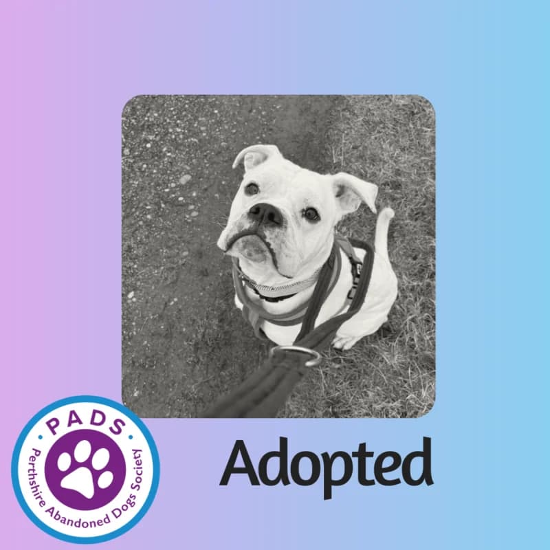 Milo, young English Bulldog for adoption at Perthshire Abandoned Dogs Society