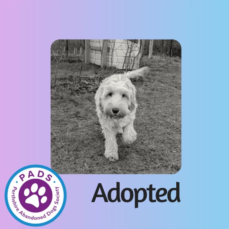 Bella, female puppy Cockapoo for adoption at Perthshire Abandoned Dog Society, Perth