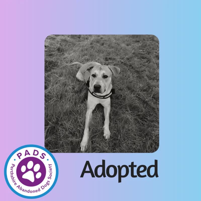 Hades, male young Mixed Breed for adoption at Perthshire Abandoned Dog Society, Perth