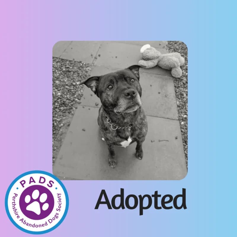 Harley, senior Staffordshire Bull Terrier for adoption at Perthshire Abandoned Dogs Society