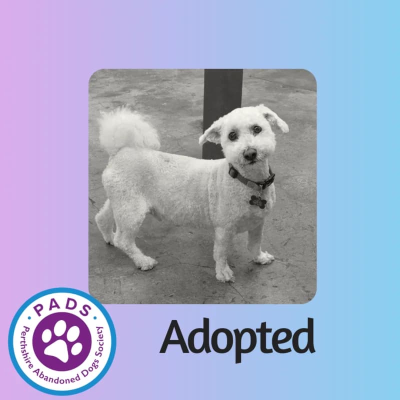 Brodie, 7yo Bichon Frisé for adoption at Perthshire Abandoned Dogs Society