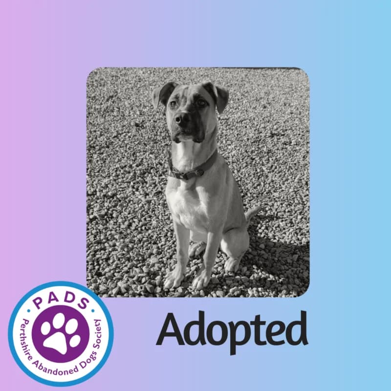 Penny, puppy English Bulldog for adoption at Perthshire Abandoned Dogs Society