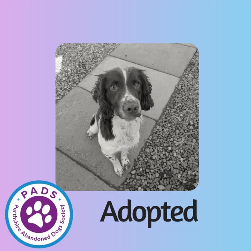 Corky, young mixed breed for adoption at Perthshire Abandoned Dogs Society