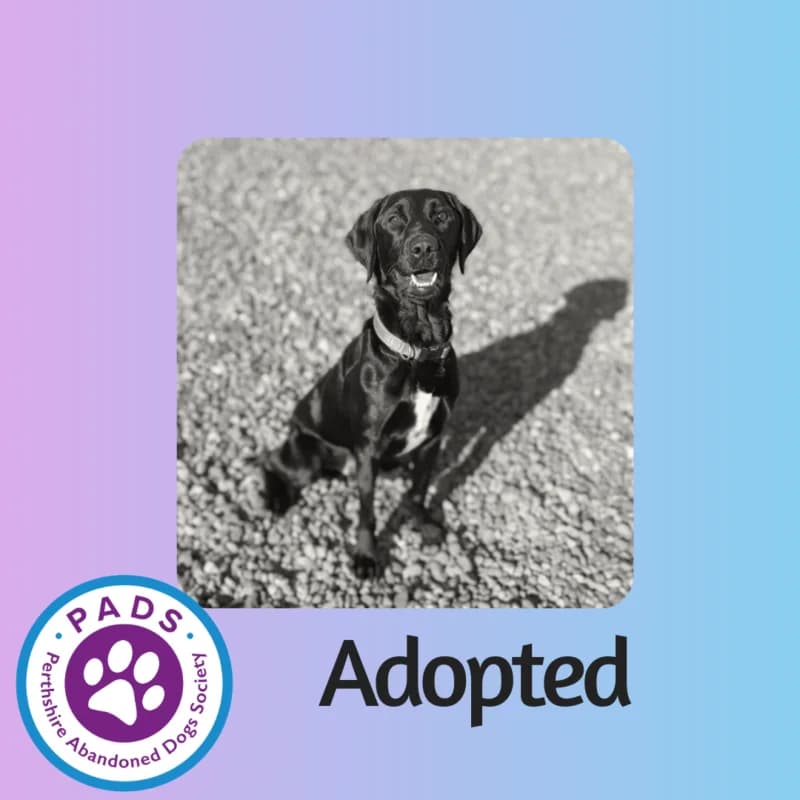 Baxter, young mixed breed for adoption at Perthshire Abandoned Dogs Society