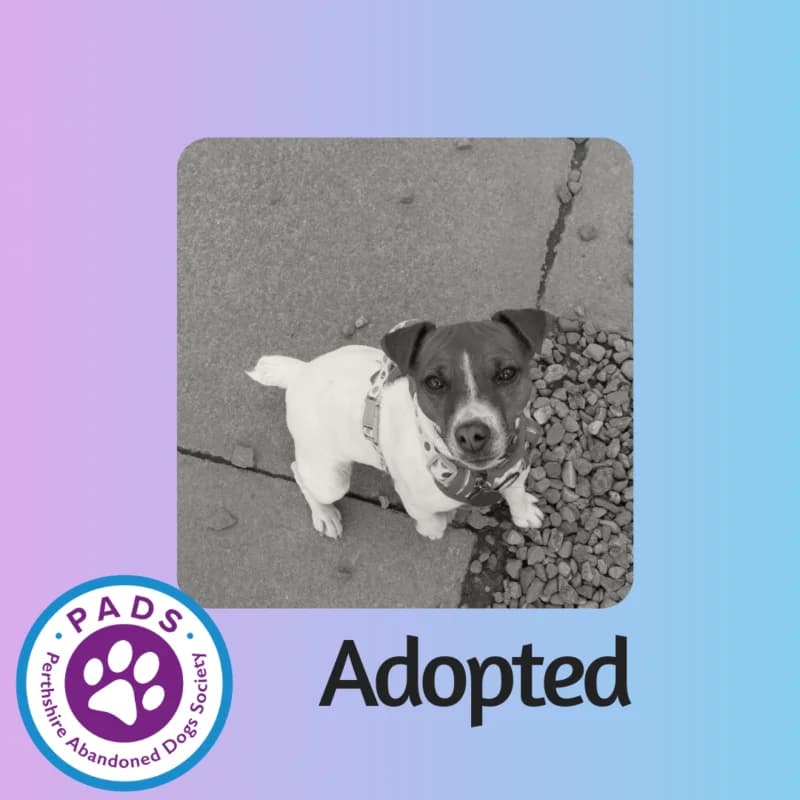 Millie, female young Jack Russell Terrier for adoption at Perthshire Abandoned Dog Society, Perth