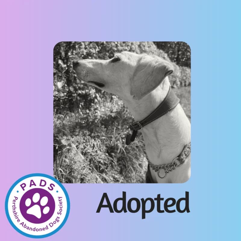 Iggy, young Lurcher for adoption at Perthshire Abandoned Dogs Society