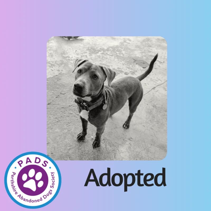 Alan, young Staffordshire Bull Terrier for adoption at Perthshire Abandoned Dogs Society