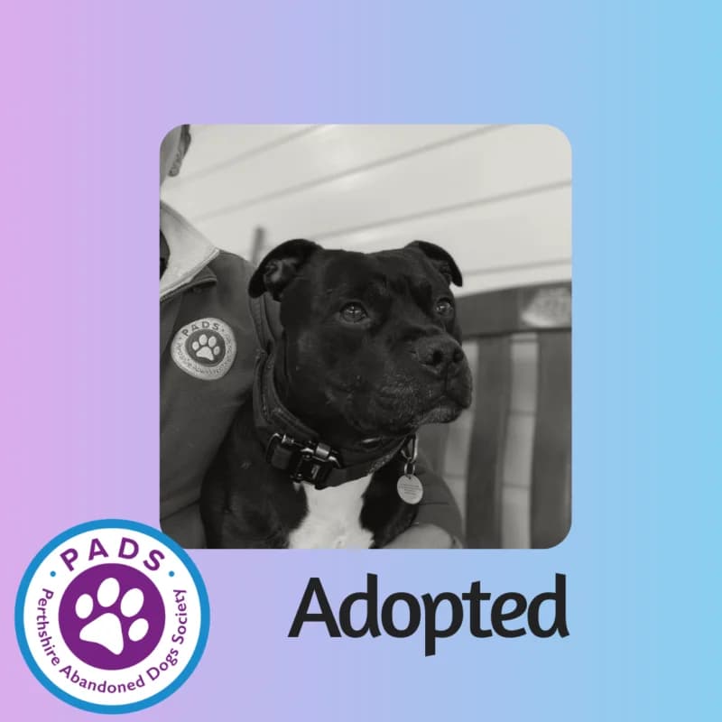 Blue, senior Staffordshire Bull Terrier for adoption at Perthshire Abandoned Dogs Society