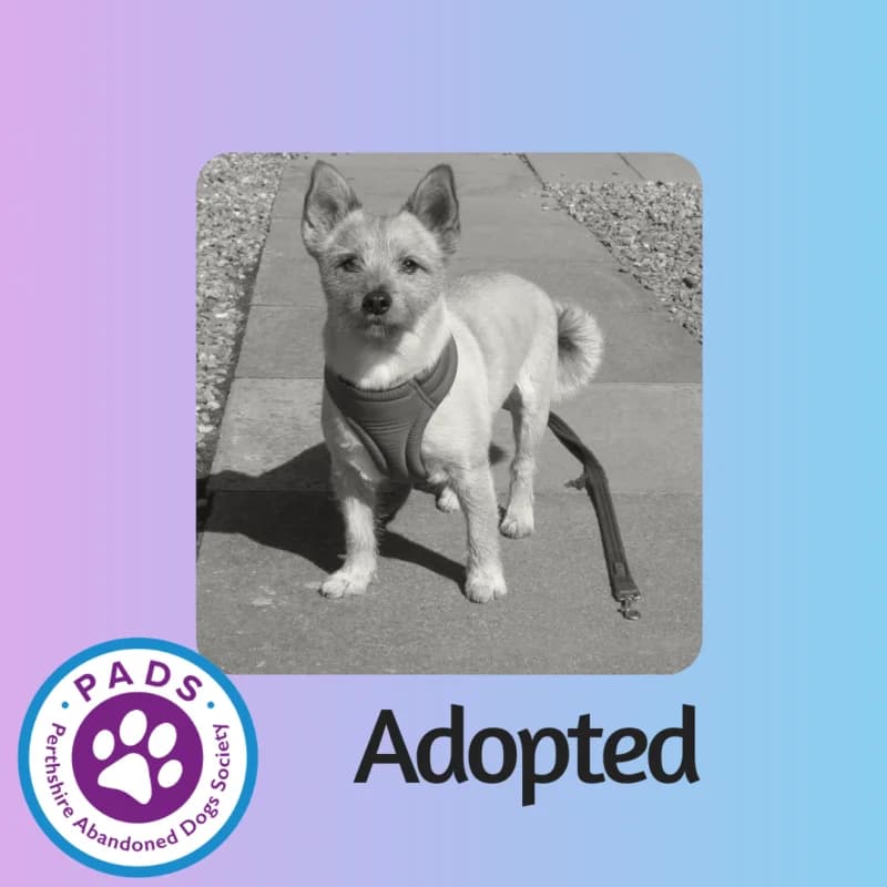 Jaxx, male young Mixed Breed for adoption at Perthshire Abandoned Dog Society, Perth