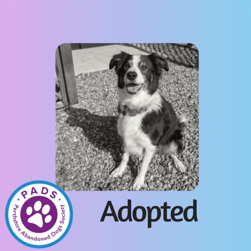 Bailey, senior Border Collie for adoption at Perthshire Abandoned Dogs Society