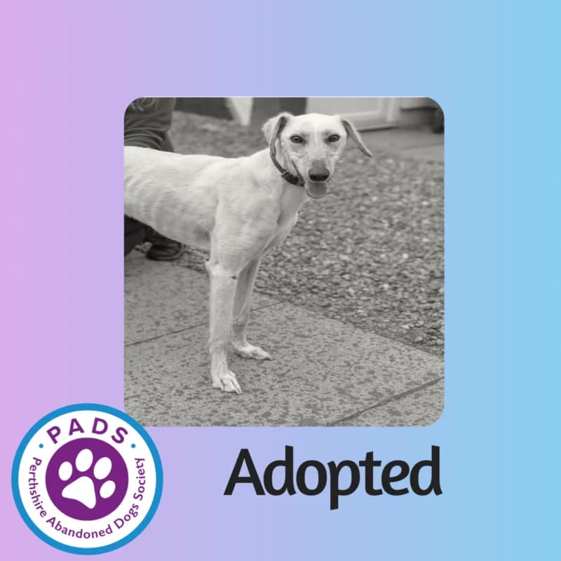 Kyle, young Lurcher for adoption at Perthshire Abandoned Dogs Society