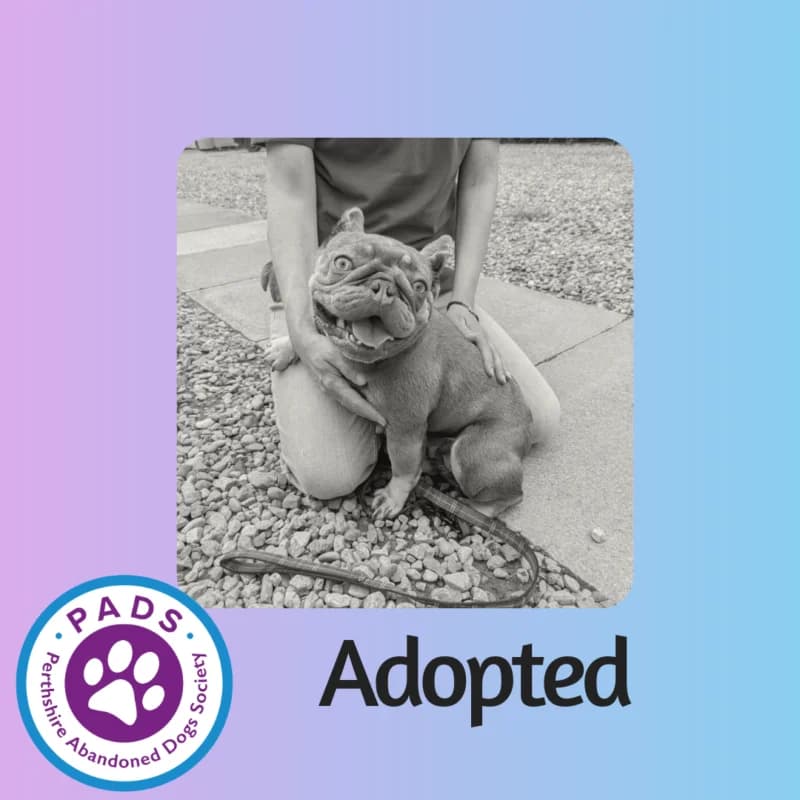 Paris, 4yo English Bulldog for adoption at Perthshire Abandoned Dogs Society