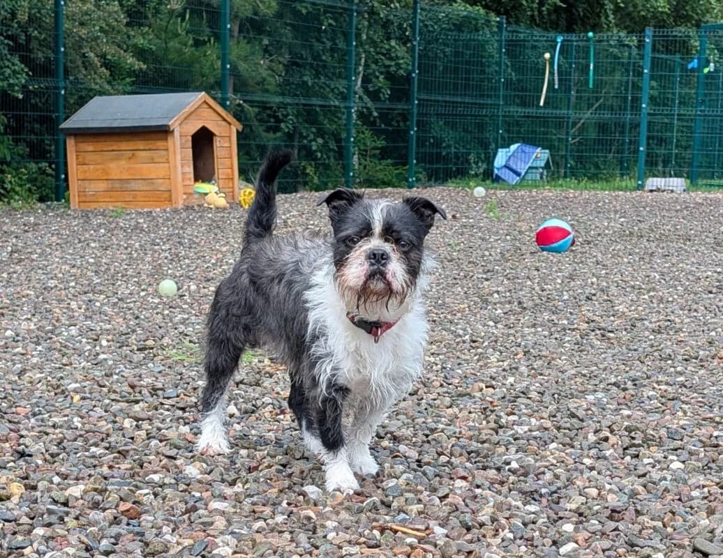 Frank, young Boston Terrier for adoption at Perthshire Abandoned Dogs Society