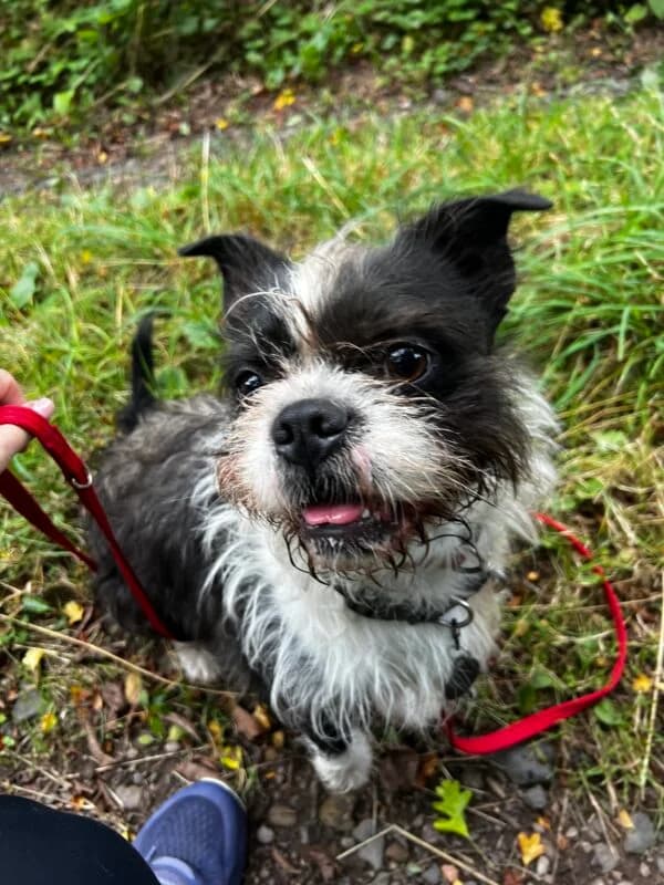 Frank, young Boston Terrier for adoption at Perthshire Abandoned Dogs Society