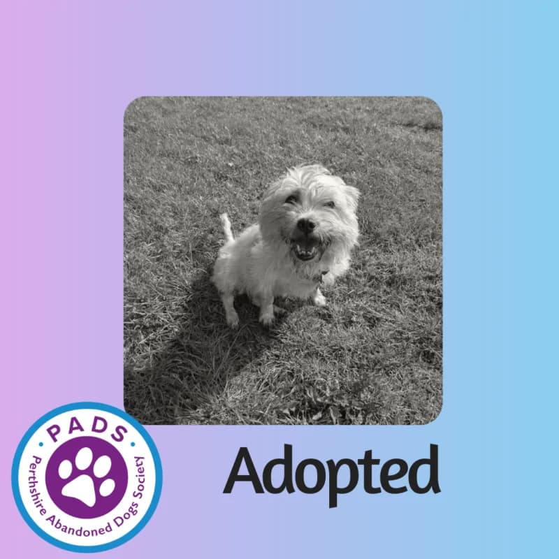 Biscuit, senior mixed breed for adoption at Perthshire Abandoned Dogs Society