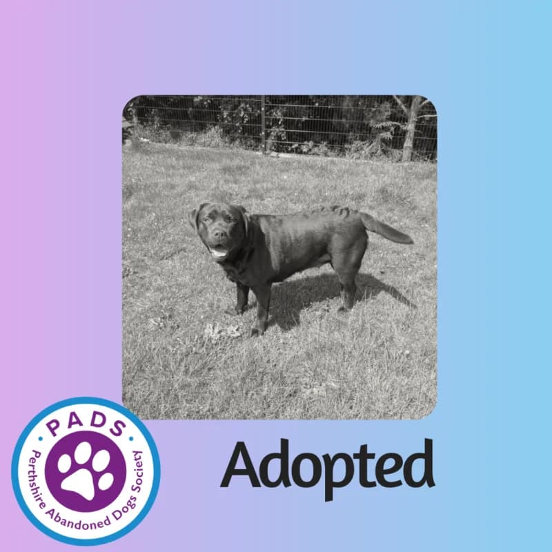 Bella, young mixed breed for adoption at Perthshire Abandoned Dogs Society