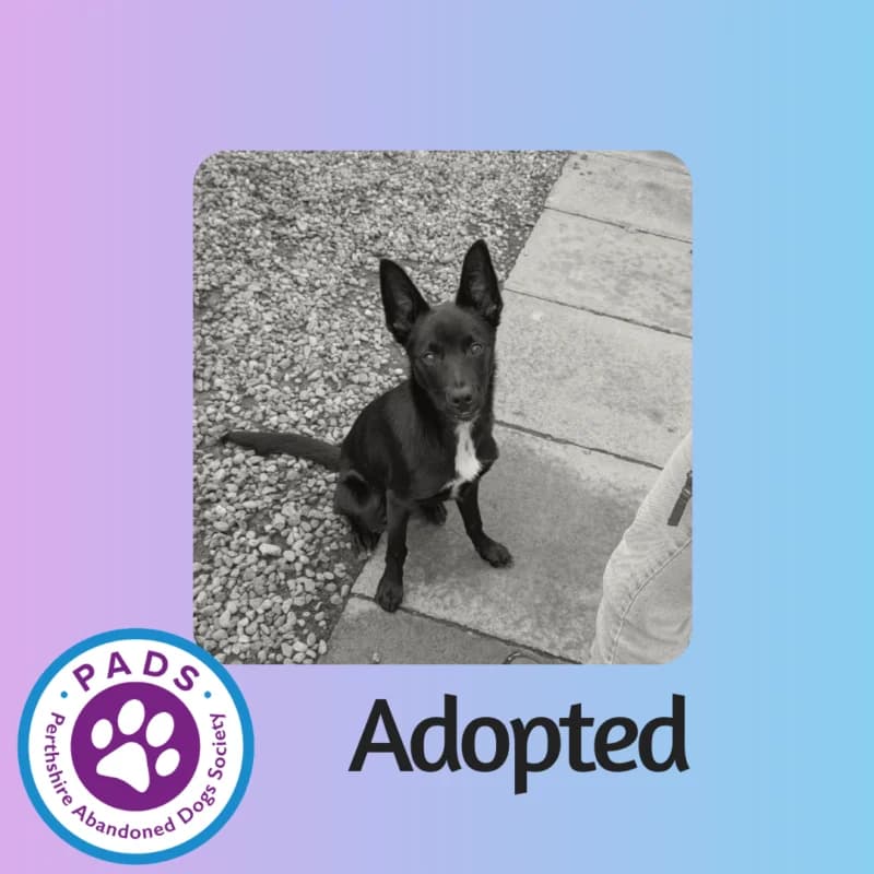 Foster, puppy Collie for adoption at Perthshire Abandoned Dogs Society