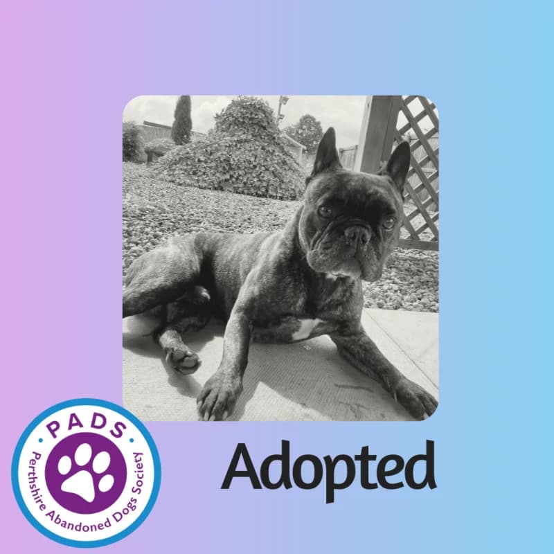Bruno, 4yo English Bulldog for adoption at Perthshire Abandoned Dogs Society