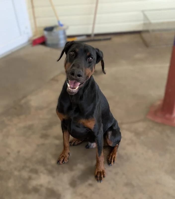 Bob, 6yo Doberman for adoption at Perthshire Abandoned Dogs Society