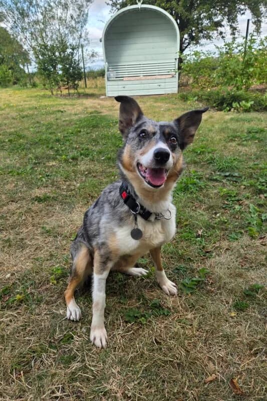 Patches, senior Collie for adoption at Perthshire Abandoned Dogs Society