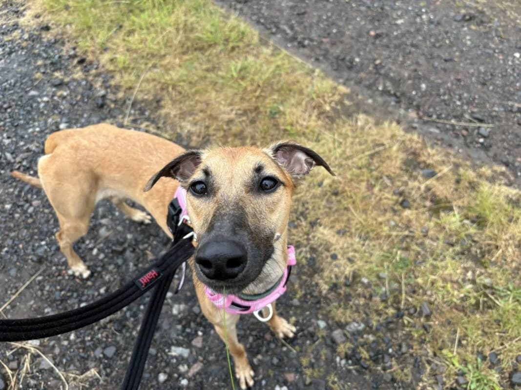 River, young Lurcher for adoption at Perthshire Abandoned Dogs Society