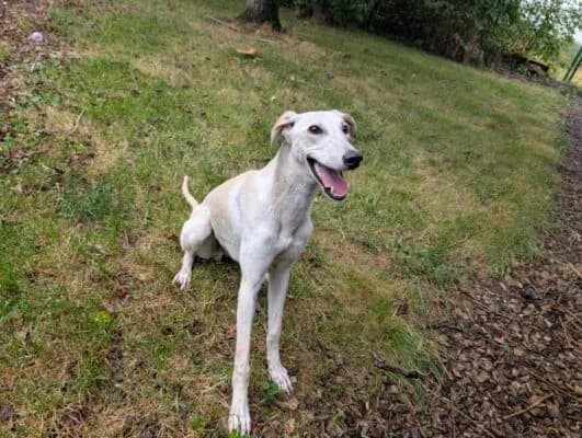 Mike, young Lurcher for adoption at Perthshire Abandoned Dogs Society