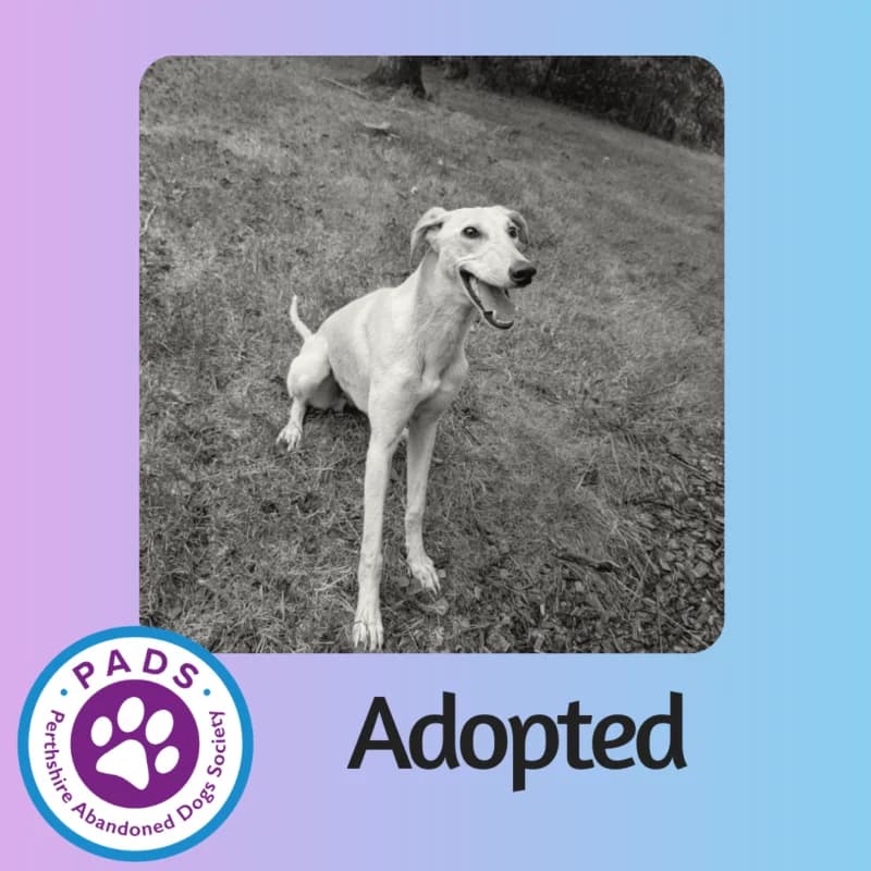 Mike, young Lurcher for adoption at Perthshire Abandoned Dogs Society