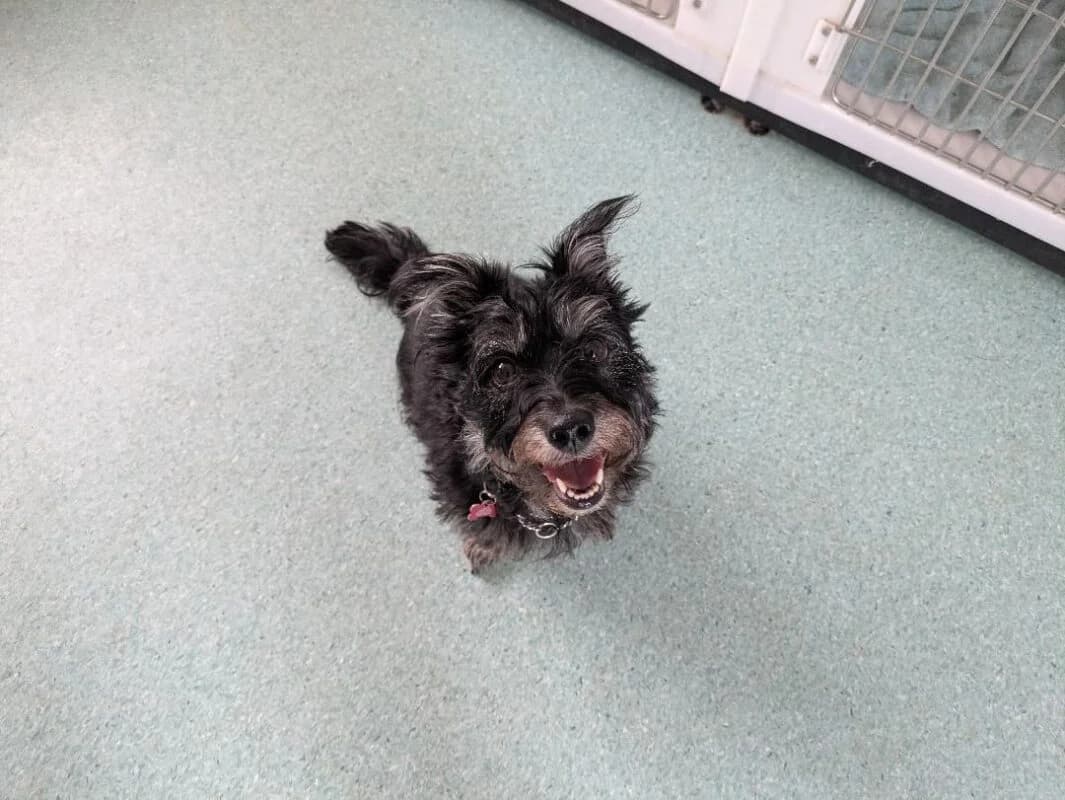 Kiki, 7yo mixed breed for adoption at Perthshire Abandoned Dogs Society