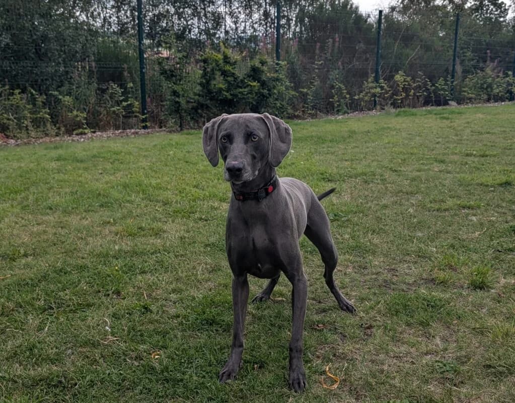 Luther, 4yo Weimaraner for adoption at Perthshire Abandoned Dogs Society