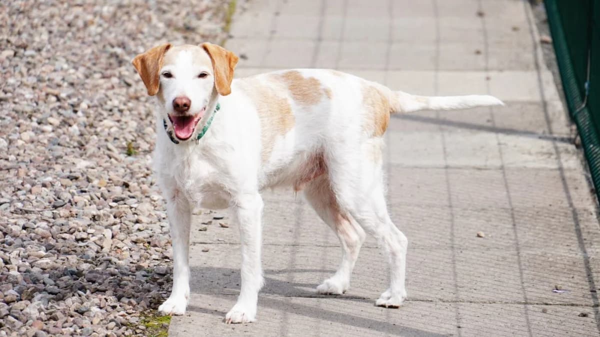 Bailey, senior Beagle for adoption at Perthshire Abandoned Dogs Society