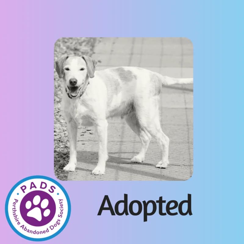 Bailey, senior Beagle for adoption at Perthshire Abandoned Dogs Society