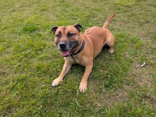 Jax, 3yo Staffordshire Bull Terrier for adoption at Perthshire Abandoned Dogs Society